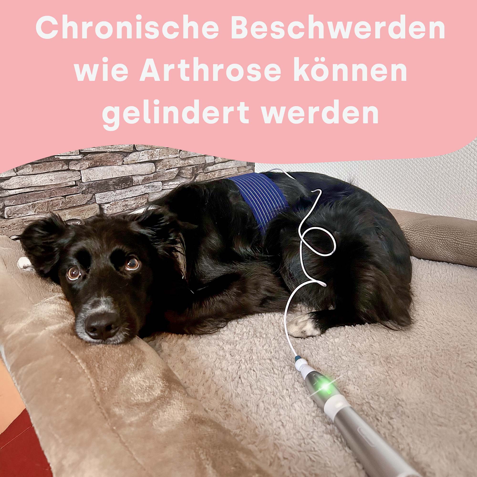 emmi-pet Physio Set PLUS (Stecker: EU)